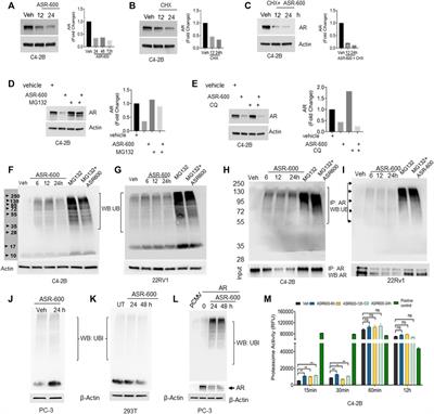 Urolithin A analog inhibits castration-resistant prostate cancer by targeting the androgen receptor and its variant, androgen receptor-variant 7